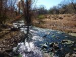Sonoita Creek - immer wieder schön, Wasser zu sehen